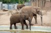 Afrikanischer-Elefant-Zoo-in-Halle-2012-120826-120826-DSC_0623.jpg